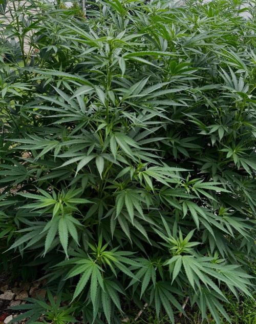 Candy Cream Go Fast. Week 17