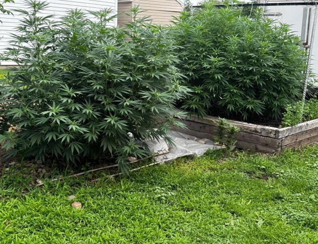 Candy Cream Go Fast. Week 17