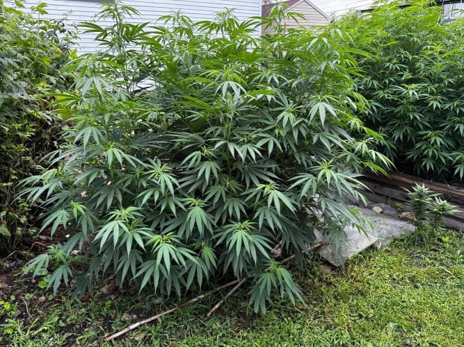Candy Cream Go Fast. Week 17