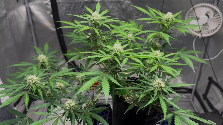 ?Delicious Cookies Auto #3?