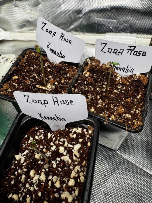 Zoap Rose. Week 1