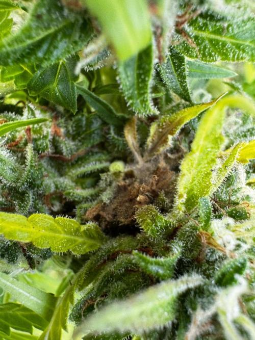 Lemon haze Auto. Week 11