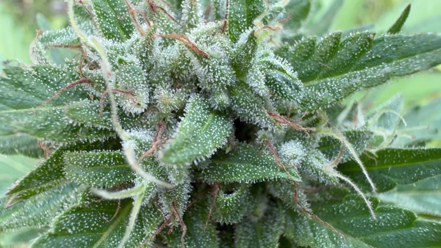 Lemon haze Auto
