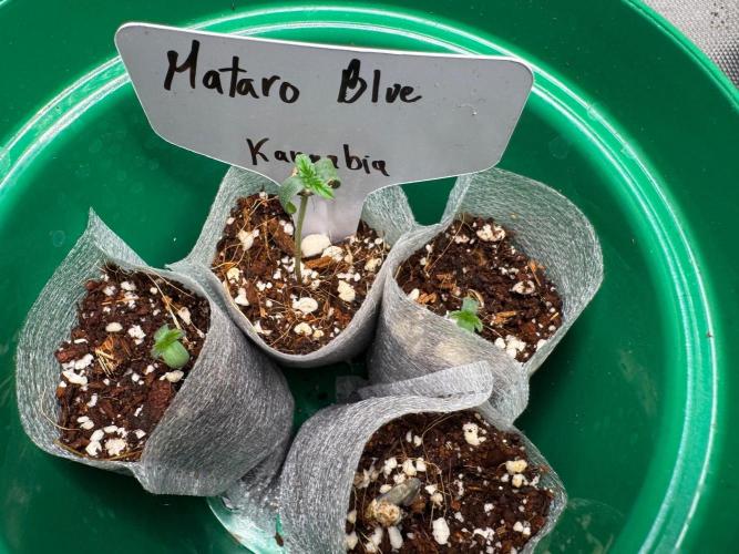 Mataro Blue. Week 1