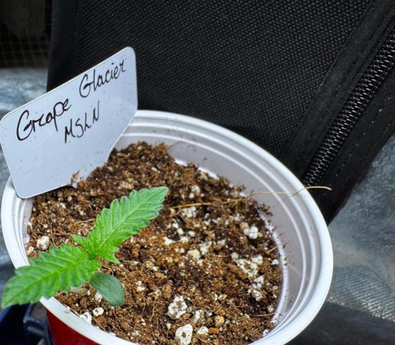 Grape Glacier. Week 2