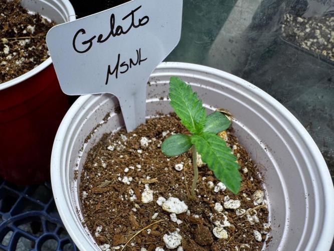 Gelato Feminized. Week 2