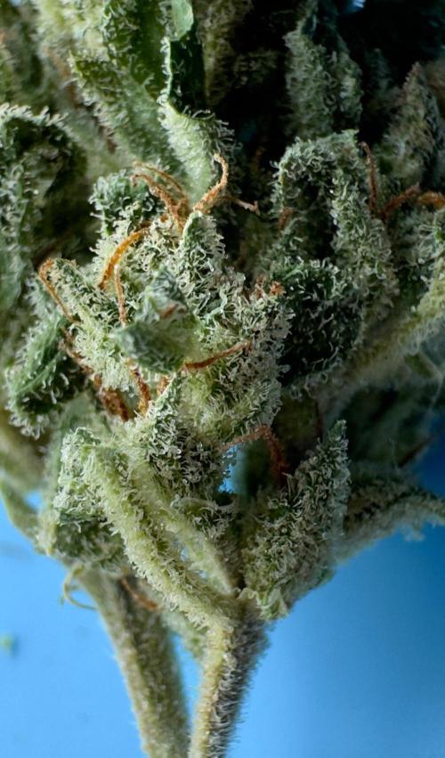 Black Dog#1. Week 9
