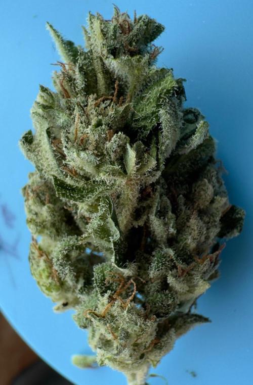 Black Dog#1. Week 9