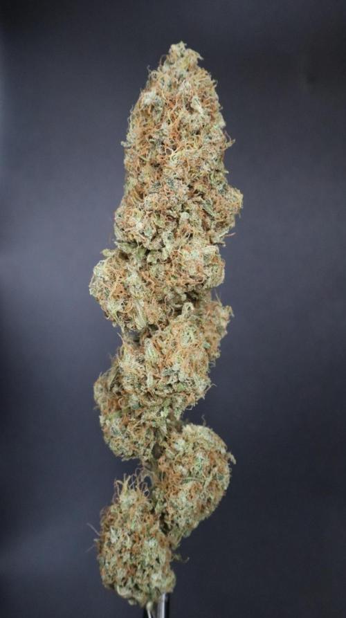 Pure skunk Go Fast. Week 17