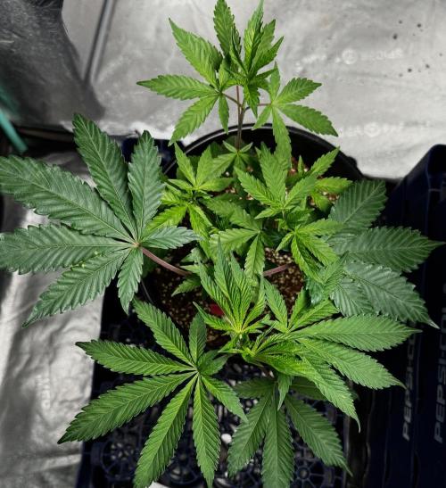 Bay Burger. Week 5