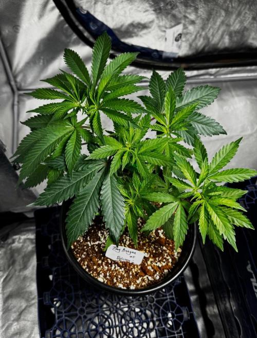 Bay Burger. Week 6