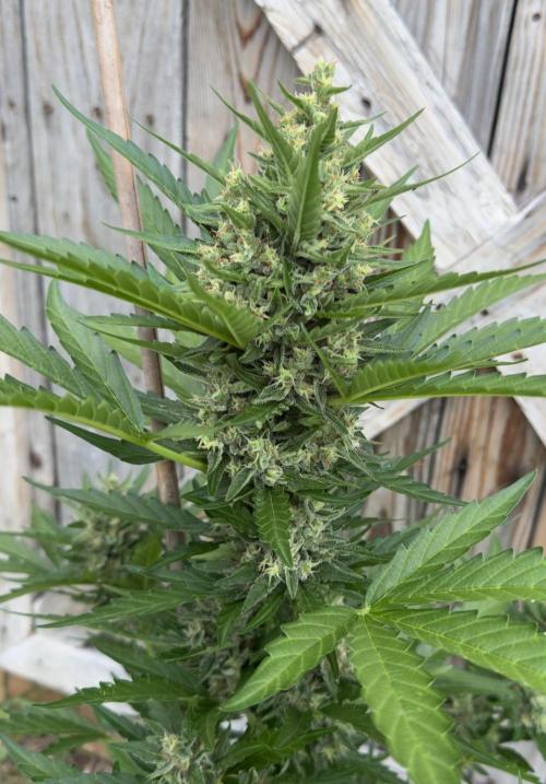 Melon Mush. Week 9