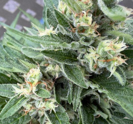 Melon Mosh Auto. Week 9