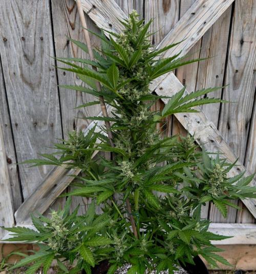 Melon Mush. Week 9