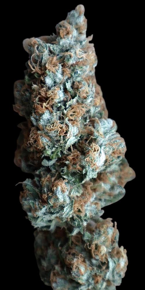 Sour Diesel . Week 19