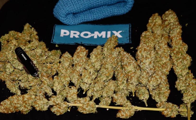 Sour Diesel . Week 19