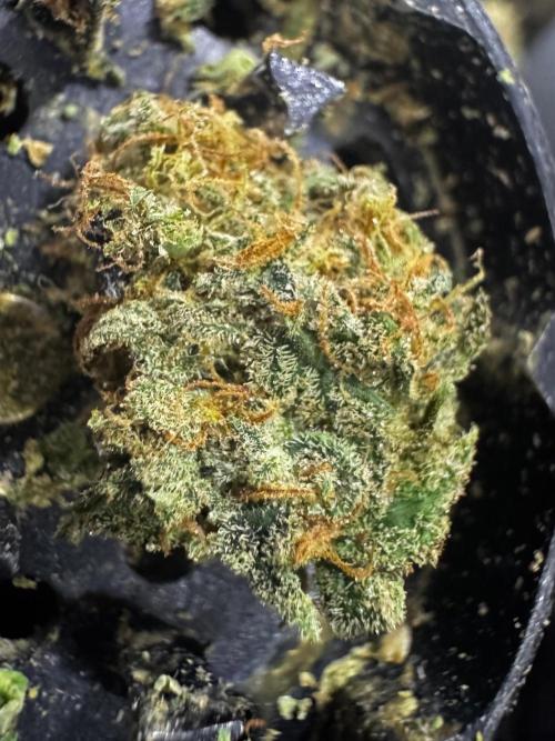 Pure skunk Go Fast. Week 17