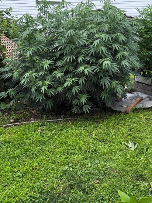 Candy Cream Go Fast. Week 17