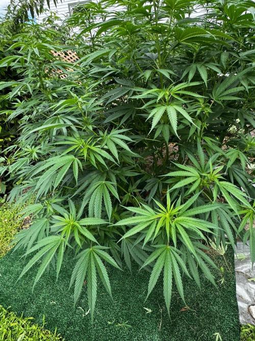 Candy Cream Go Fast. Week 17