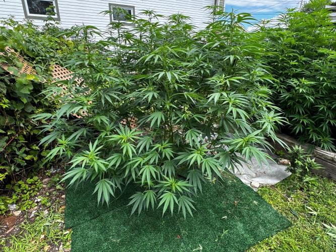 Candy Cream Go Fast. Week 17
