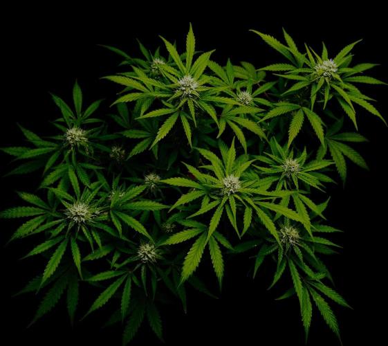 ?Delicious Cookies Auto #3?. Week 8
