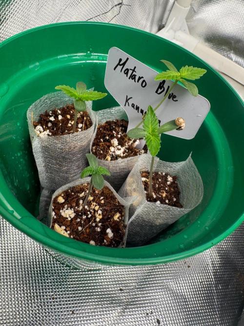 Mataro Blue. Week 1