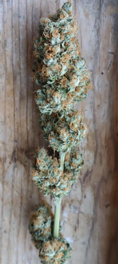 Sour Diesel. Week 19