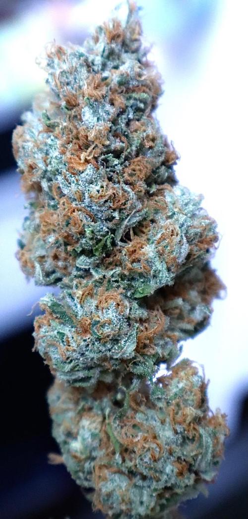 Sour Diesel. Week 19