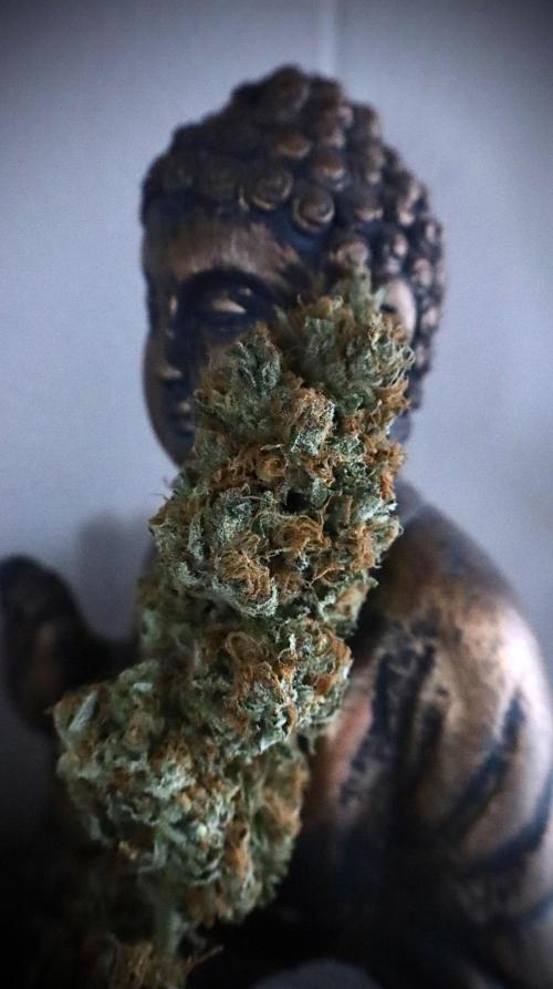 Sour Diesel. Week 19