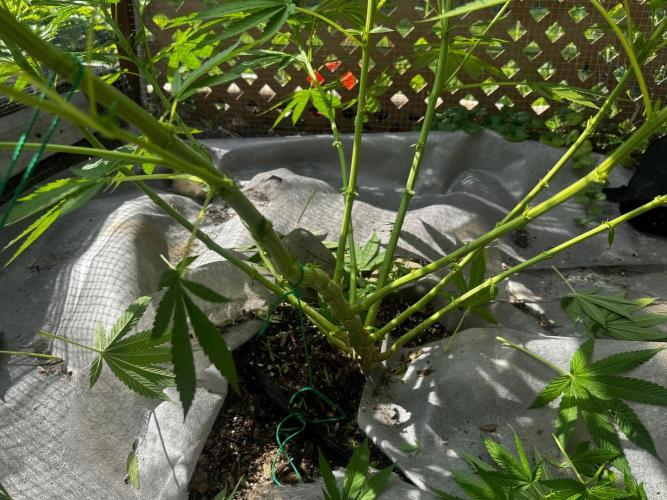 Golosa. Week 12
