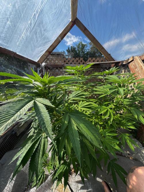 Golosa. Week 12