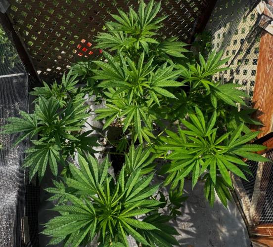 Golosa. Week 12