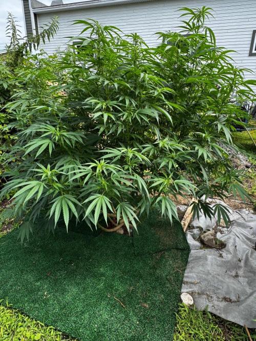 Candy Cream Go Fast. Week 18
