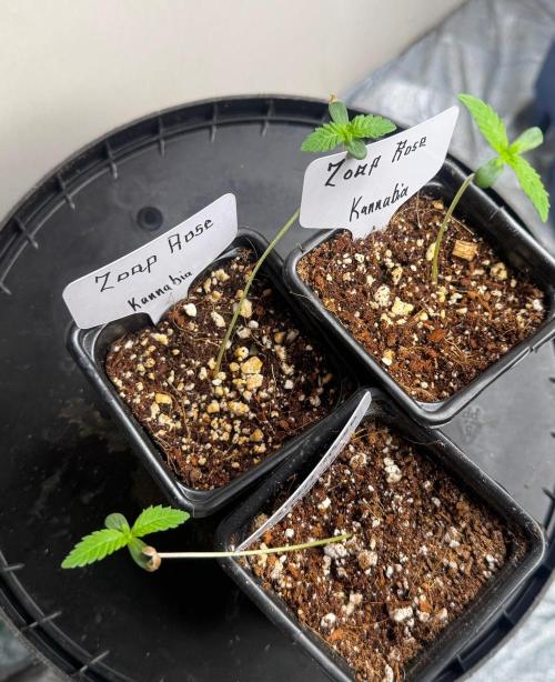 Zoap Rose. Week 2