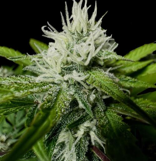 ?Delicious Cookies Auto #3?. Week 9