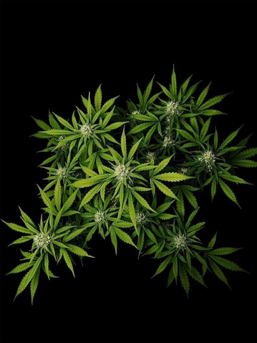 ?Delicious Cookies Auto #3?. Week 9