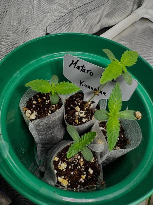 Mataro Blue. Week 2
