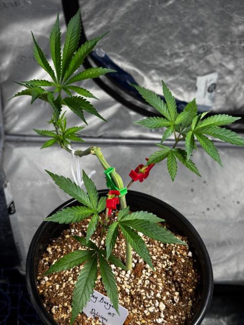 Bay Burger. Week 6