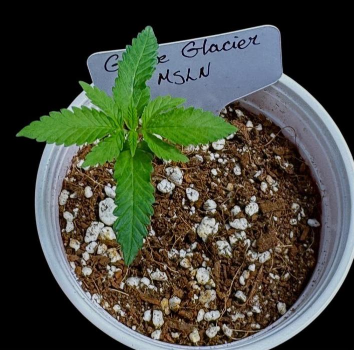 Grape Glacier. Week 3