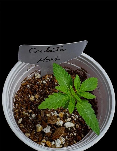 Gelato. Week 3