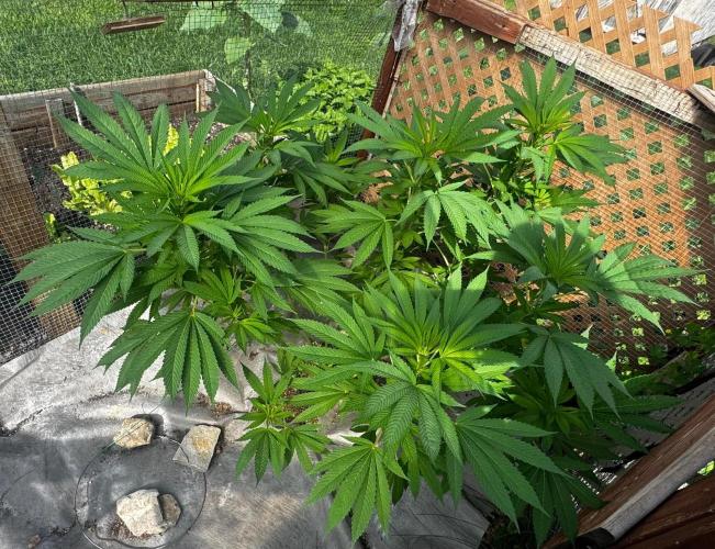 Golosa. Week 12