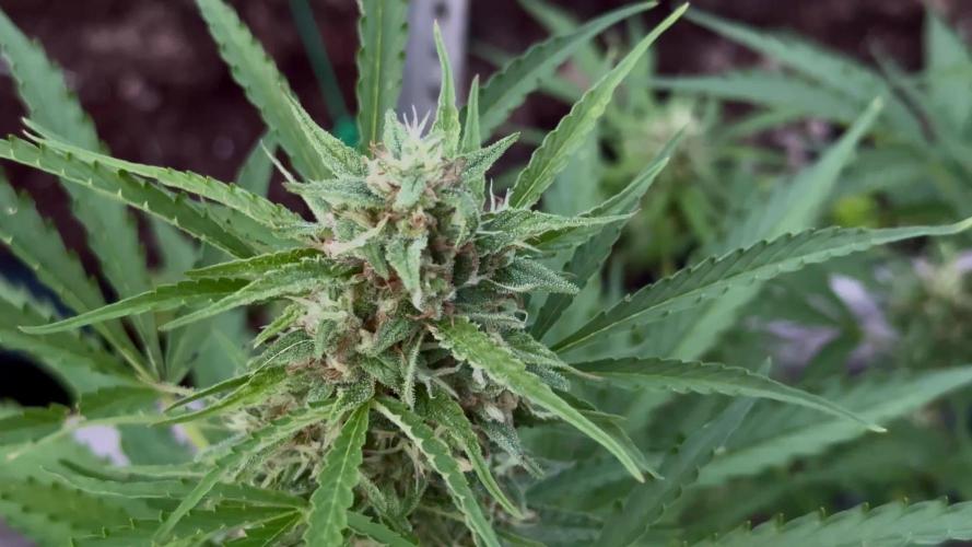 Black Orchid auto