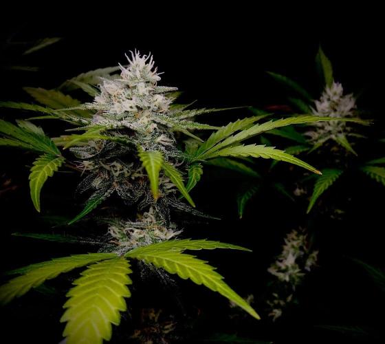 Delicious Cookies Auto #3?. Week 9