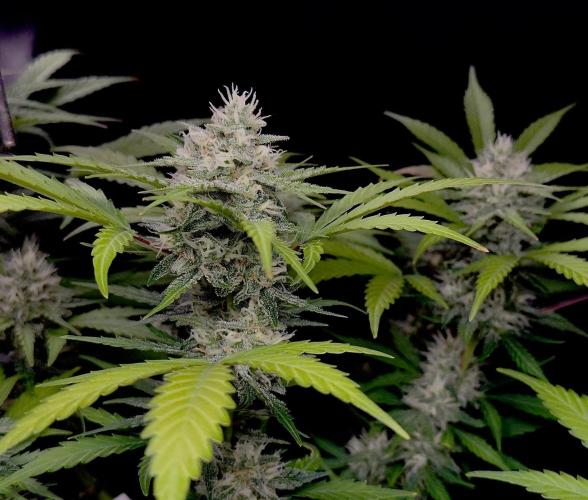 Delicious Cookies Auto. Week 9