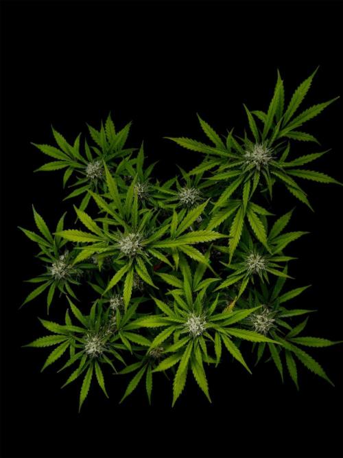 Delicious Cookies Auto. Week 9