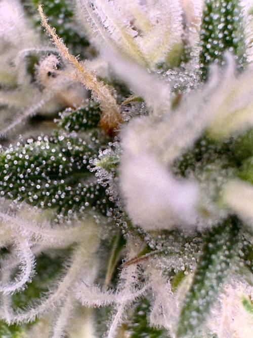 Delicious Cookies Auto #3?. Week 9