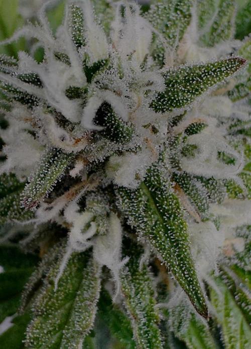 Delicious Cookies Auto #3?. Week 9