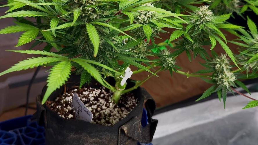 ?Delicious Cookies Auto #3?