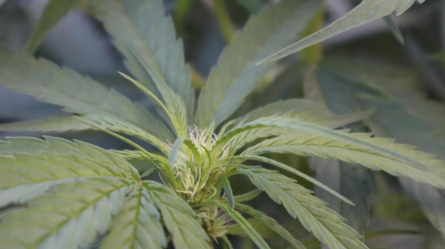 Candy Cream Go Fast. Week 18