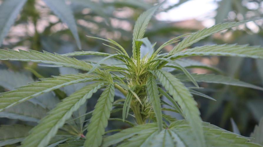 Candy Cream Go Fast. Week 18